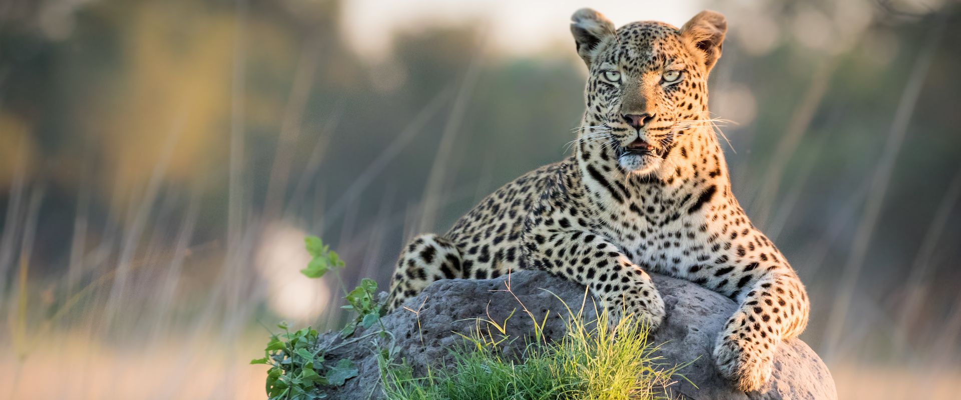 Best-Hotel-Accomodation-in-Louis-Trichardt-Soutpansberg-Mountains-Home-001-compressor